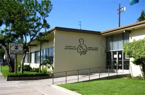 Downey animal shelter downey ca - Paramount CA 90723 | 1.5 miles away. Rabbit Rescue, Inc. was established in 1995. Based in Paramount, Calif., we are a non-profit 501c (3) no-kill shelter staffed and run entirely by volunteers. 